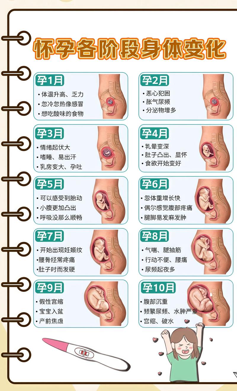 揭秘供卵代孕妈妈怀孕小腹分两节，孕期变化的奥秘玉林代生机构: